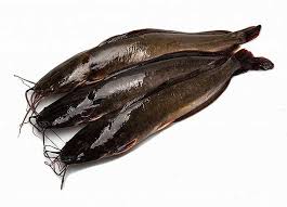 Ikan Keli Segar - Auction